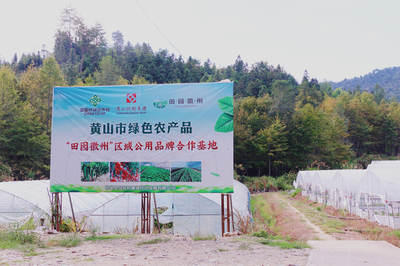 祁門縣 茶香滿山，特色農業繪就鄉村振興新畫卷